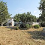 olive grove with a small house - 2615 - olive grove with a small house (1)