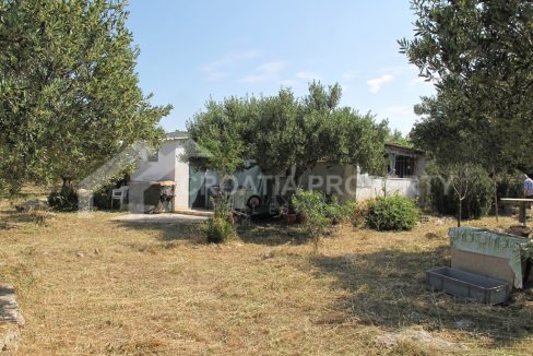 olive grove with a small house - 2615 - olive grove with a small house (1)