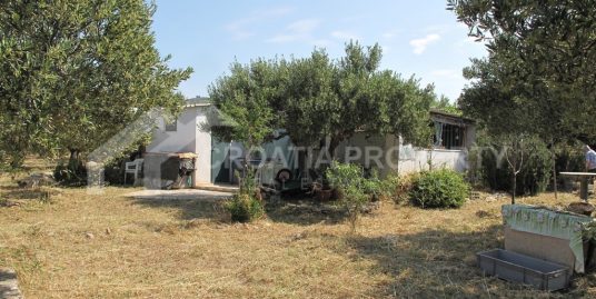 Olive grove with a legalized facility on Brac