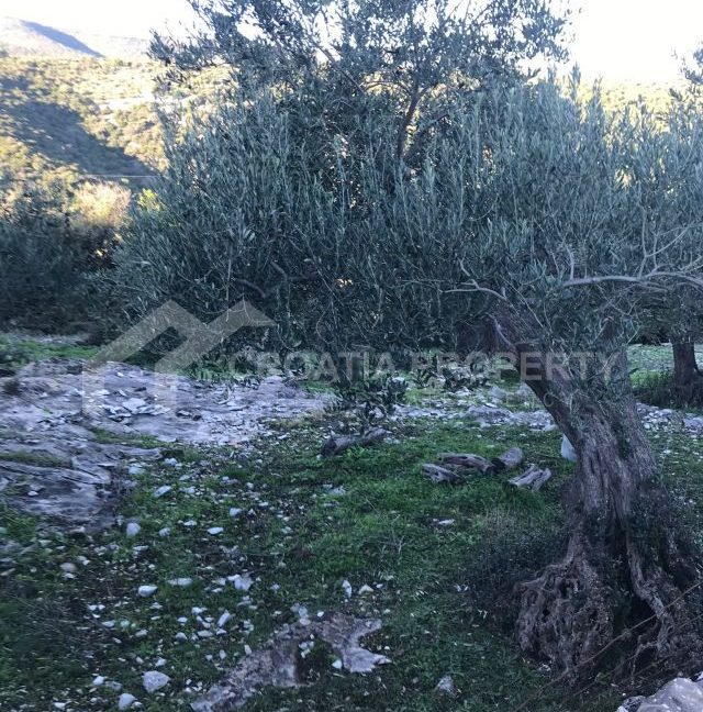 spacious agricultural land with great potential brac (3)