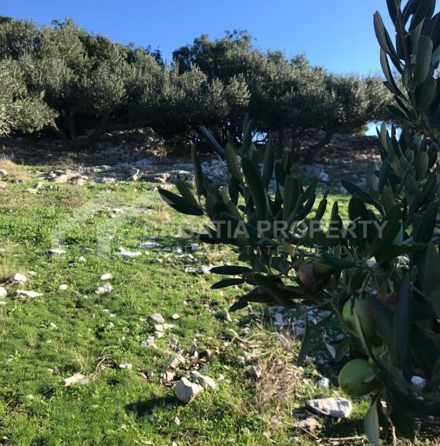 spacious agricultural land with great potential brac (5)