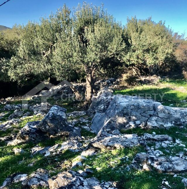 spacious agricultural land with great potential brac (8)